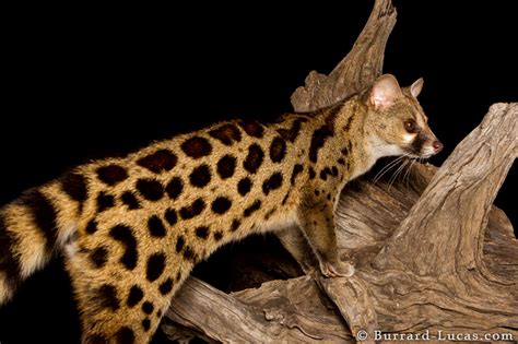 Large-spotted Genet - Burrard-Lucas Photography