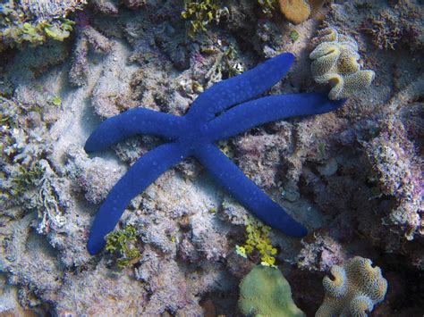 Blue Starfish: Everything about this beautiful marine species