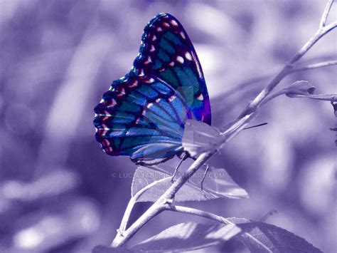 Viceroy Butterfly in Blue and Purple by LuciaJade on DeviantArt