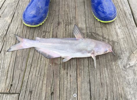 Maryland Biodiversity Project - Blue Catfish (Ictalurus furcatus)