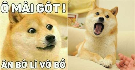 Shiba có nghĩa là gì, chó Shiba và meme hài hước của giới trẻ