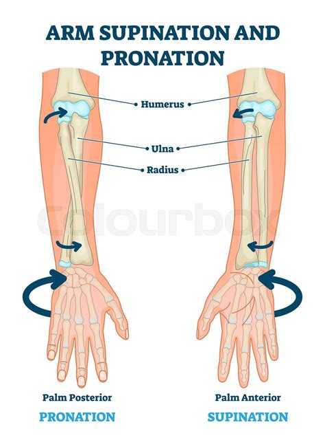 Pronation Anatomy