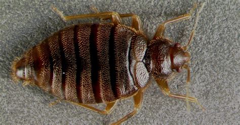 Rare bed bug re-emerges in Florida after 60 years