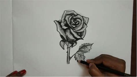 How To Draw A Realistic Rose Step By Step With Pencil Easy : Even if ...