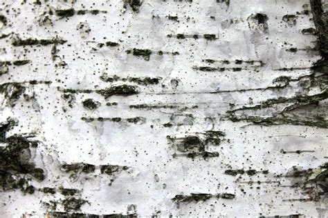 White Birch Bark, Closeup Natural Texture Background Stock Image - Image of birke, decoration ...