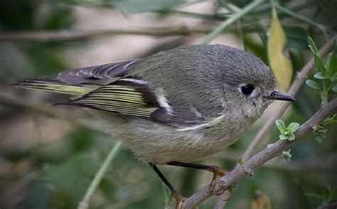 Ruby-crowned Kinglet: Identification and Behavior