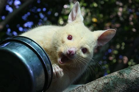 Albino Possum | Flickr - Photo Sharing!