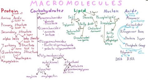 Biological Macromolecules Concept Map