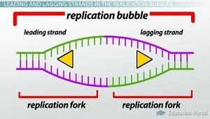 DNA Replication Enzymes | Overview, List & Order - Lesson | Study.com