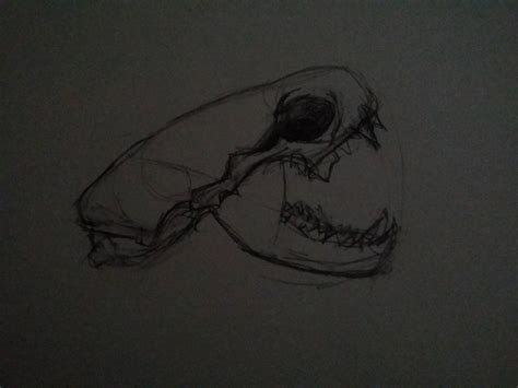 Ferret Skull by absol on DeviantArt