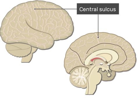 Sulci Definition Anatomy