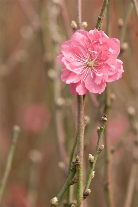 Plum Blossom