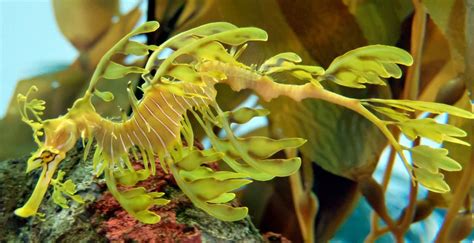 Leafy sea dragon breeding lab built at Birch Aquarium