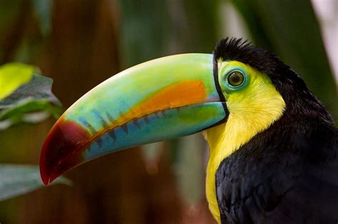 Why are Toucans Unpopular as Pets? | by Melissa Smith | Medium