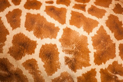 Giraffe Skin Pattern Free Stock Photo - Public Domain Pictures
