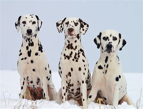 Dalmatian Puppies: A Comprehensive New Owner Guide