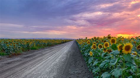 Download Sunflower Field Dirt Road Man Made Road HD Wallpaper