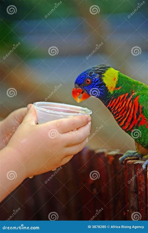 Feeding parrot stock photo. Image of child, parrot, pretty - 3878280