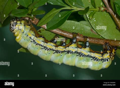 A larva of the Owl Moth Stock Photo - Alamy