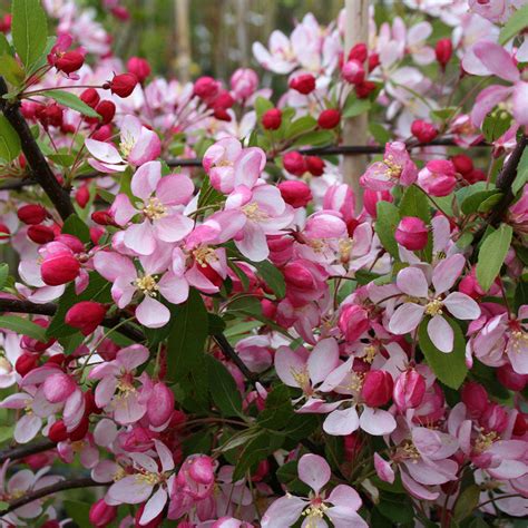 Malus floribunda - Crab Apple Tree | Mail Order Trees