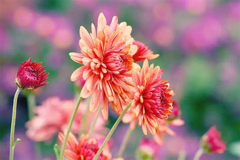 China Aster Flower: Meaning, Their Symbolism, Colors And Types