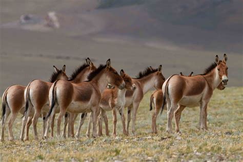 At a Canter: The Kiang of the Changthang | Roundglass | Sustain