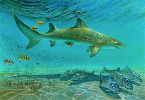 Lemon Shark At Pirates Point Painting by Richard Kaminski | Saatchi Art