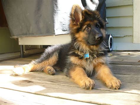 Long Haired German Shepherd Puppies – How Much Do We Know?