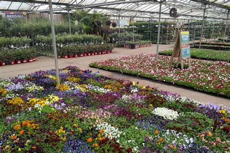 Giant new South West garden supermarket Plants Galore boasts half-price ...