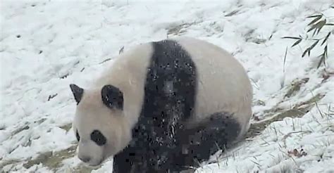 Da Mao the Panda Sliding in the Snow. This Is So Cute!