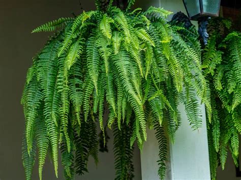 Hanging Fern Care Guide – Where Do Hanging Ferns Grow Best