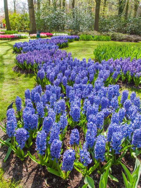 9 Beautiful Blue Perennial Flowers for Your Backyard