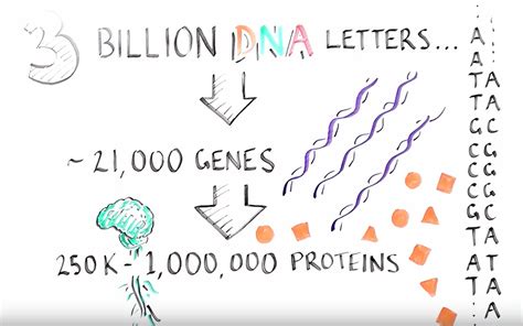 Just what is RNA splicing? | Cold Spring Harbor Laboratory