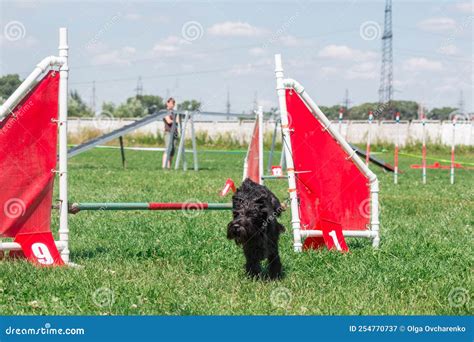 Dog in Agility Competition Set Up in Green Grassy Park Stock Image ...