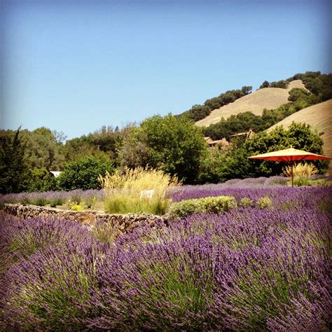 Lavender fields somewhere in Northern California | Lavender fields, Country roads, Fields