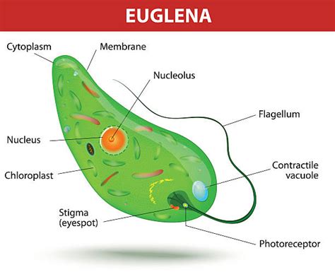 1.300+ Eukaryotic Cell Ilustraciones de Stock, gráficos vectoriales libres de derechos y clip ...