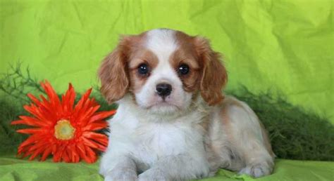 Cavalier King Charles Spaniel.Meet Aaron a Puppy for Adoption.