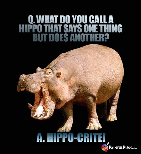 Hippo Jokes, Hippopotamus Puns | PainfulPuns.com