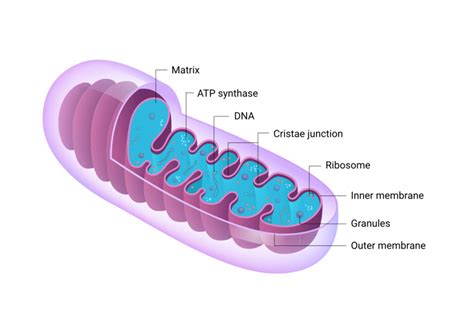 Wiped out. Energy and the mitochondria in ME/CFS