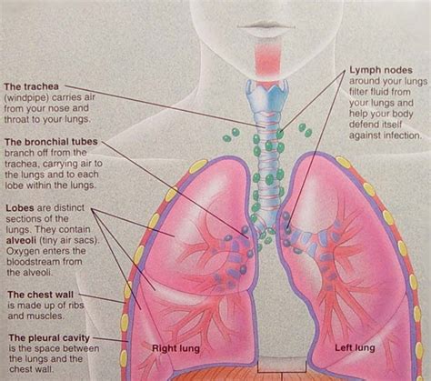 ALL ABOUT CANCER: CARCINOID LUNG TUMOR