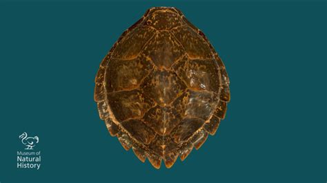 Hawksbill sea turtle shell - 3D model by Oxford University Museum of Natural History ...