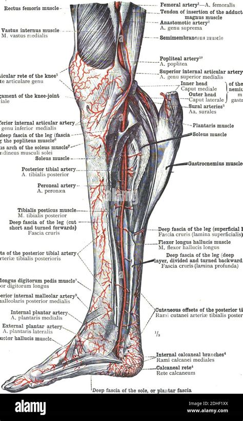 The anatomy of anterior tibial artery of the leg Stock Photo - Alamy