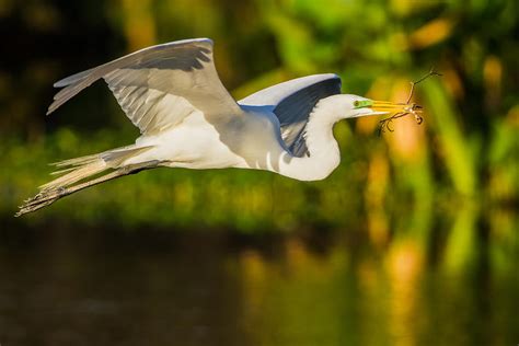 Snowy Egret Flying With A Branch Photograph by Andres Leon