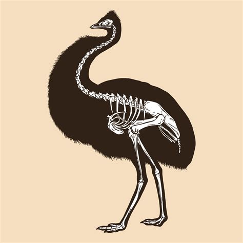 Skeleton emu bird vector illustration 8131075 Vector Art at Vecteezy