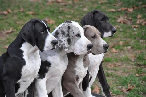 Great Dane pups | Great dane puppy, Great dane, Service dogs