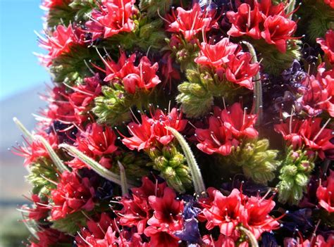 HOW TO GROW ECHIUM WILDPRETII |The Garden of Eaden