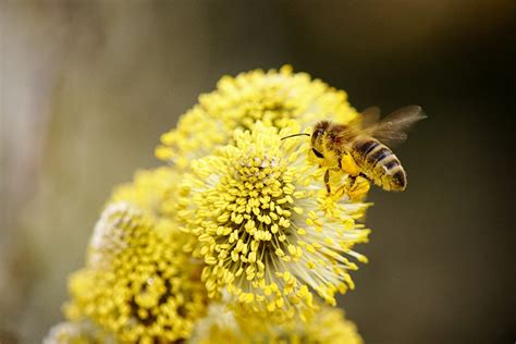 Beekeeping Activities & Tasks for Each Season - BeeKeepClub