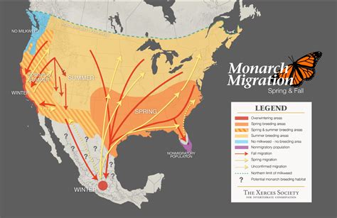 Monarch Butterfly Migration Map 2025 - Etty Olivette