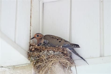 The Right Way to Remove a Bird's Nest | Pest Control | Long Island