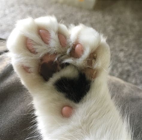 A Study in De Feet: POLYDACTYL CAT PAWS You Need to See - Katniss Cat Reporter